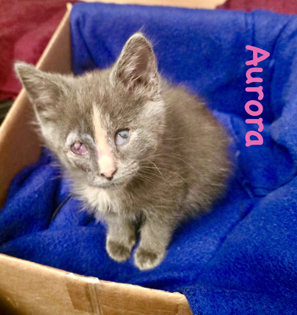 Aurora (Bonded with Bandit), photo 9