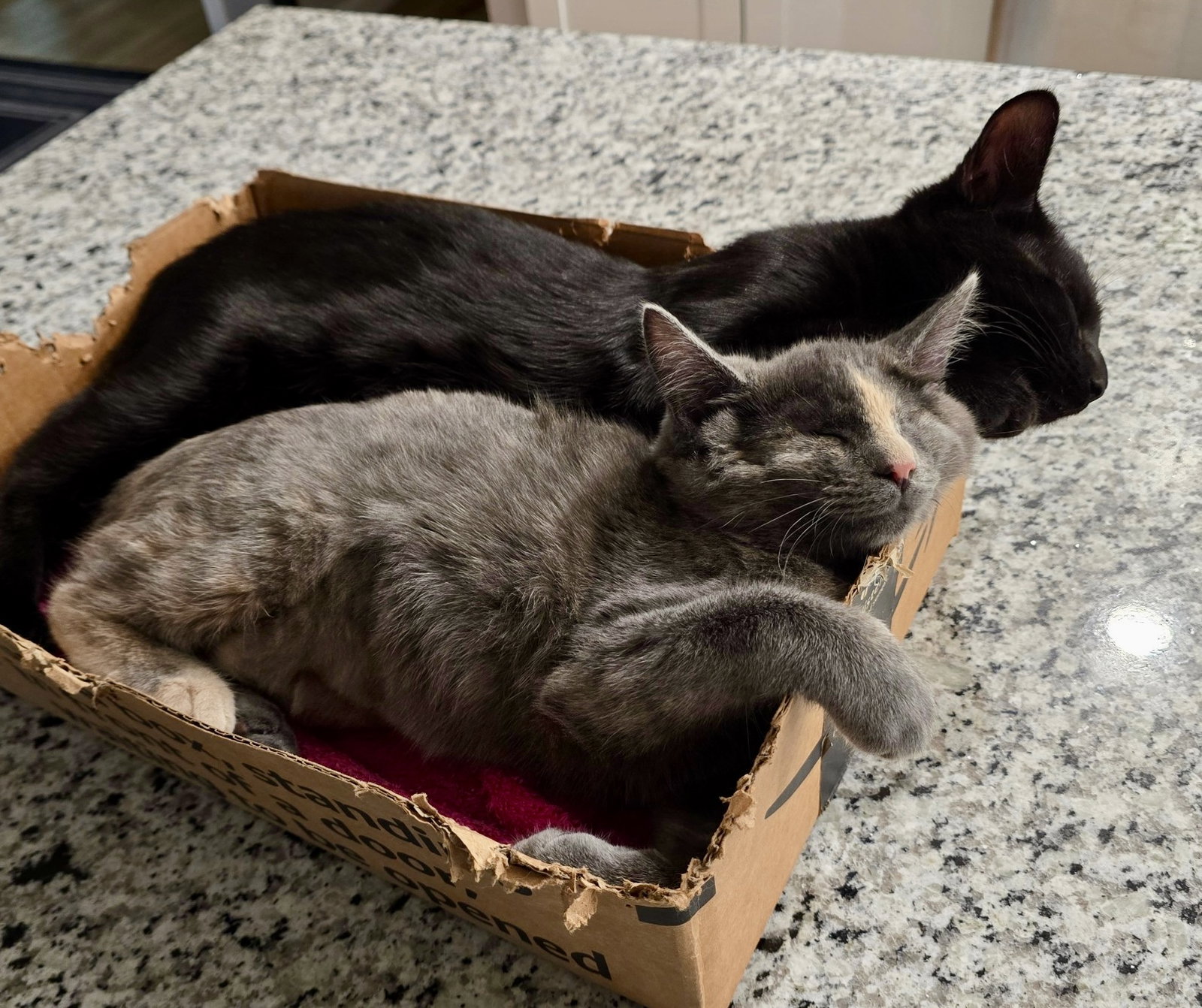 Aurora (Bonded with Bandit), photo 2