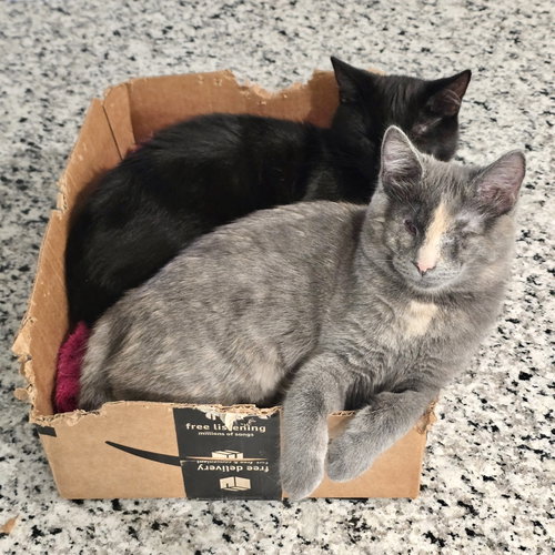Aurora (Bonded with Bandit)