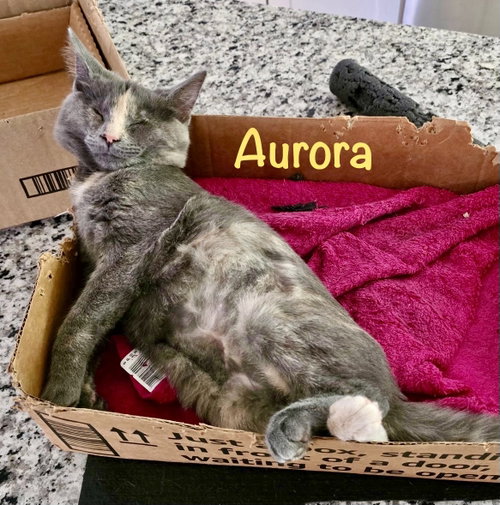 Photo 3 of Aurora (Bonded with Bandit)