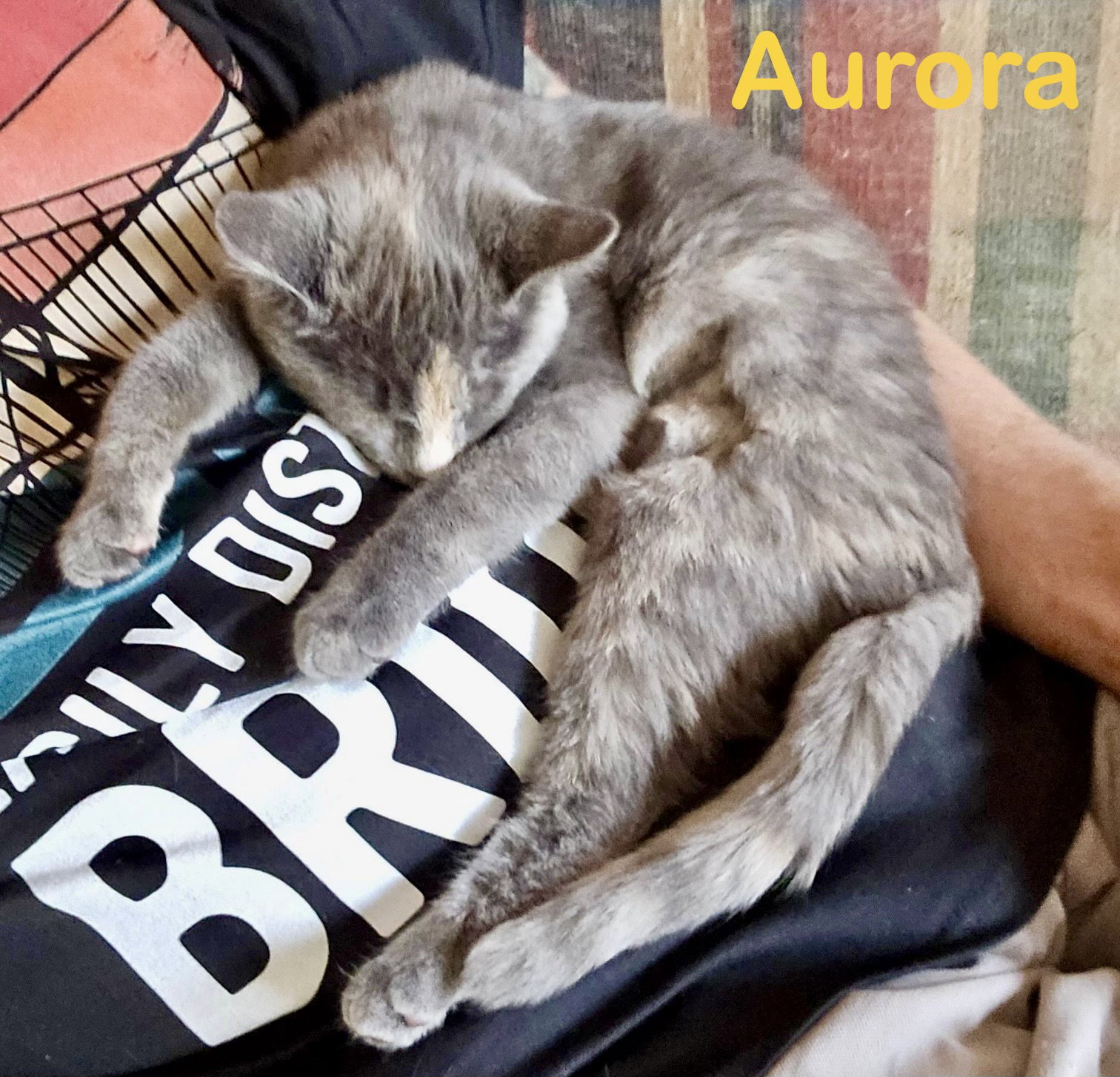 Aurora (Bonded with Bandit), photo 5