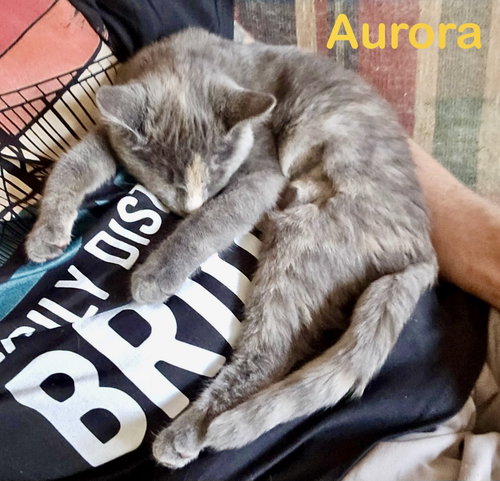 Photo 5 of Aurora (Bonded with Bandit)