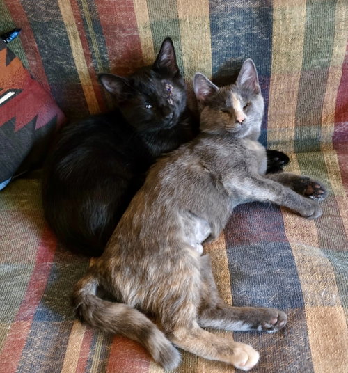 Photo 6 of Aurora (Bonded with Bandit)