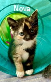 Nova