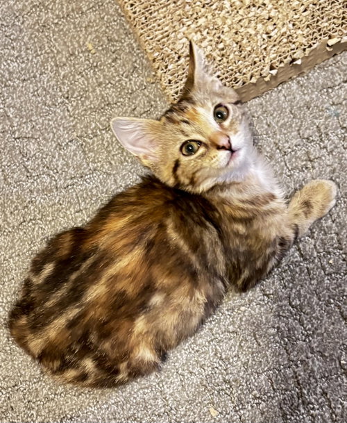 Peanut