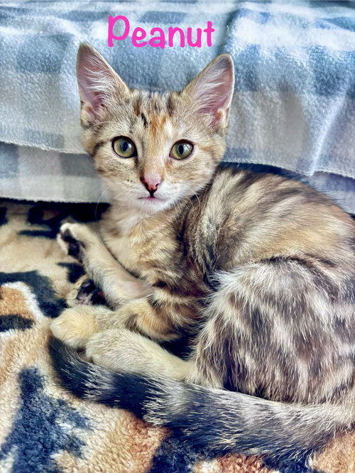 Peanut, Baby Domestic Short Hair / Mixed (short coat), cat for adoption in Manassas, Virginia