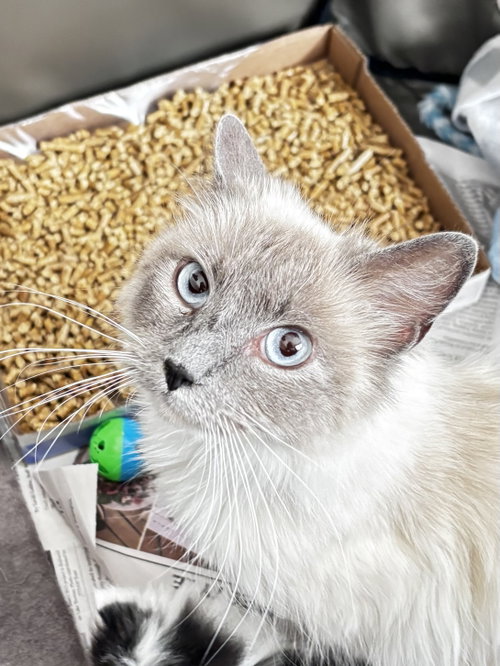 Isla, Adult Himalayan / Domestic Medium Hair / Mixed (medium coat), cat for adoption in Manassas, Virginia