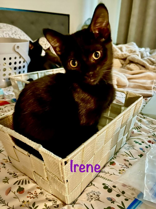 Photo 3 of Irene