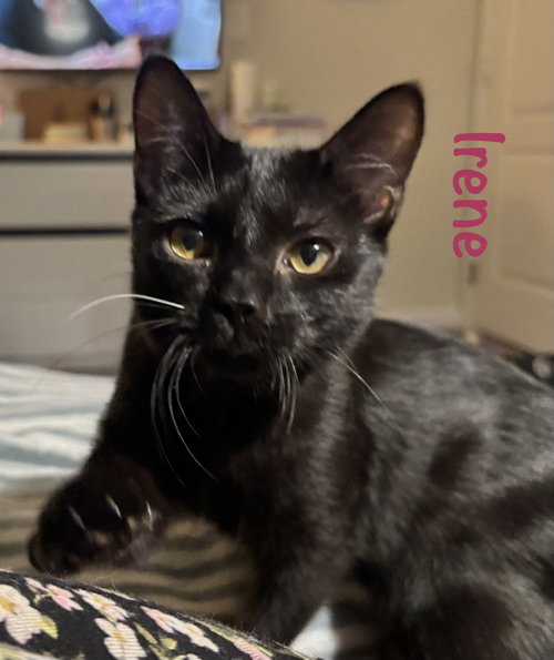 Irene, Domestic Short Hair / Mixed (short coat)