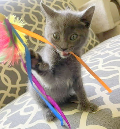 Dollie (Polydactyl), Baby Russian Blue / Domestic Short Hair / Mixed (short coat), cat for adoption in Manassas, Virginia