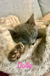 Dollie (Polydactyl)