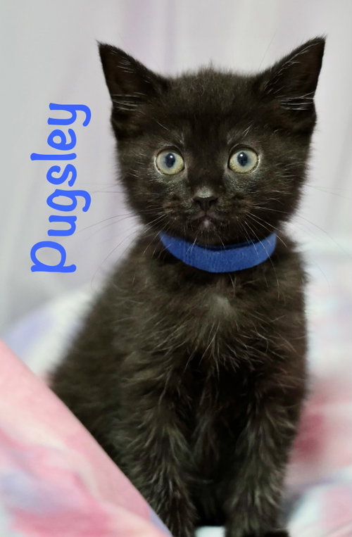 Pugsley, Baby Domestic Short Hair / Mixed (short coat), cat for adoption in Bowie, Maryland