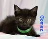 Gomez