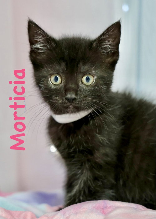 Morticia, Baby Domestic Short Hair (short coat), cat for adoption in Manassas, Virginia