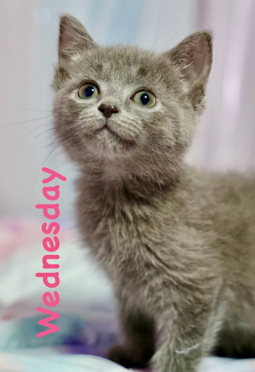 Wednesday, Baby Domestic Short Hair (short coat), cat for adoption in Manassas, Virginia