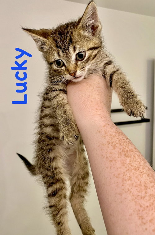 Lucky, Baby Domestic Short Hair / Mixed (short coat), cat for adoption in Centreville, Virginia