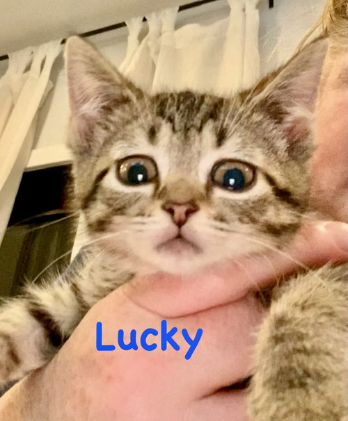 Lucky, Baby Domestic Short Hair / Mixed (short coat), cat for adoption in Bowie, Maryland