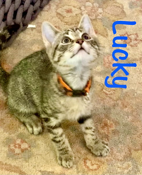 Lucky, Baby Domestic Short Hair / Mixed (short coat), cat for adoption in Manassas, Virginia