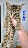 Ducky