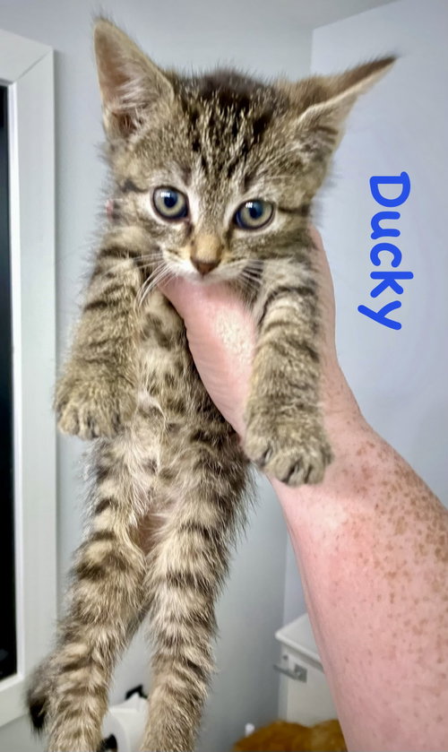 Ducky, Baby Domestic Short Hair / Mixed (short coat), cat for adoption in Centreville, Virginia