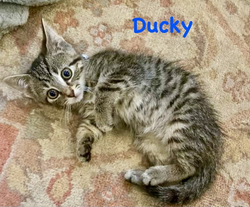 Ducky, Baby Domestic Short Hair / Mixed (short coat), cat for adoption in Bowie, Maryland