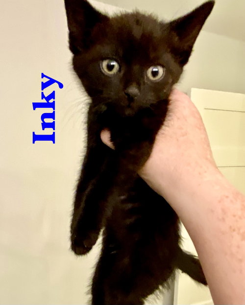 Inky, Baby Domestic Short Hair / Mixed (short coat), cat for adoption in Centreville, Virginia
