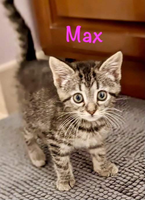 Max, Baby Domestic Short Hair / Mixed (short coat), cat for adoption in Manassas, Virginia