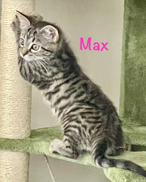 Photo 5 of Max
