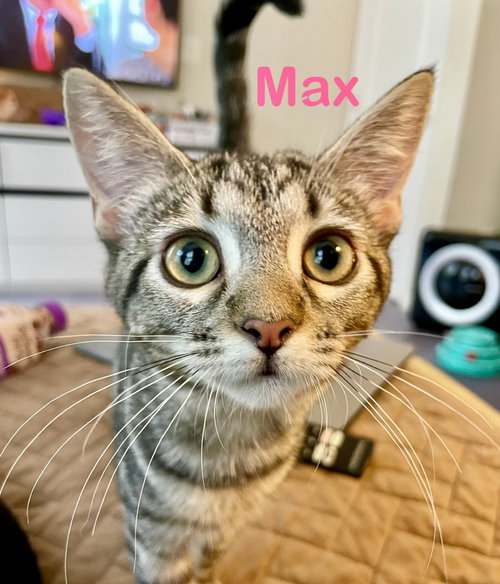 Max, a cat for adoption from Little Buddies Adoption and Humane Society