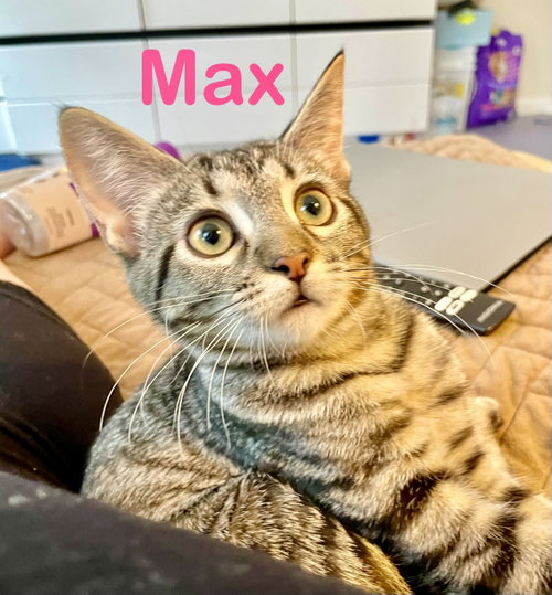 Photo 3 of Max