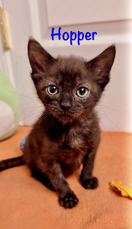 Hopper, Baby Domestic Medium Hair / Mixed (medium coat), cat for adoption in Manassas, Virginia
