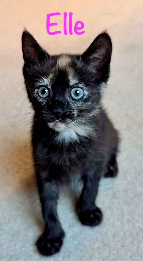 Elle, Baby Domestic Short Hair / Mixed (short coat), cat for adoption in Manassas, Virginia