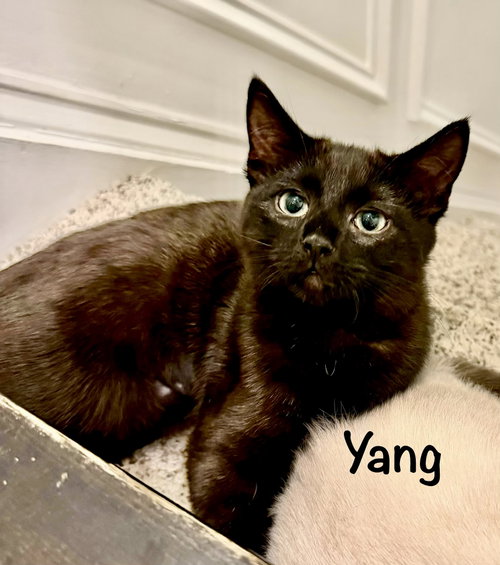 Yang, a cat for adoption from Little Buddies Adoption and Humane Society