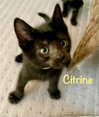 Citrine
