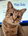 Han Solo