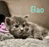 Bao