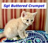 Sgt Buttered Crumpet