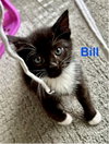 Bill