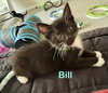 Bill