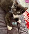Bill