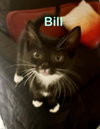 Bill