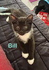 Bill