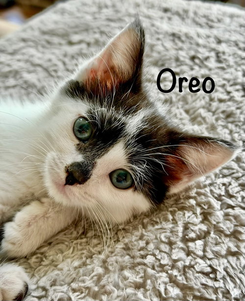 Oreo, a cat for adoption from Little Buddies Adoption and Humane Society