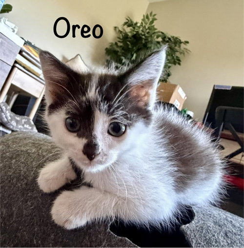 Photo 5 of Oreo