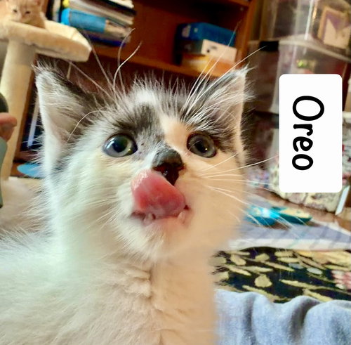 Photo 4 of Oreo