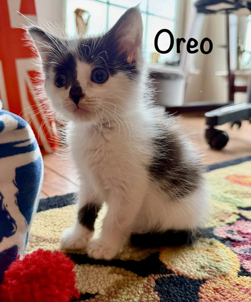 Photo 3 of Oreo