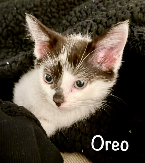 Photo 6 of Oreo