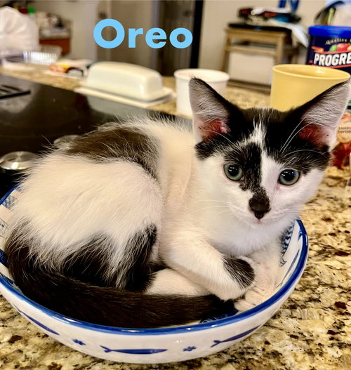 Photo 2 of Oreo