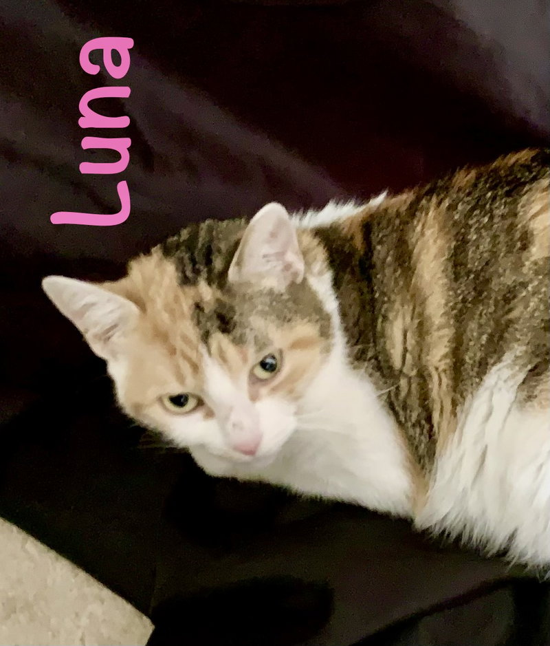 Luna, photo 4