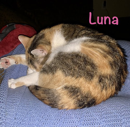 Photo 6 of Luna
